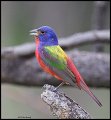 _3SB3575 painted bunting